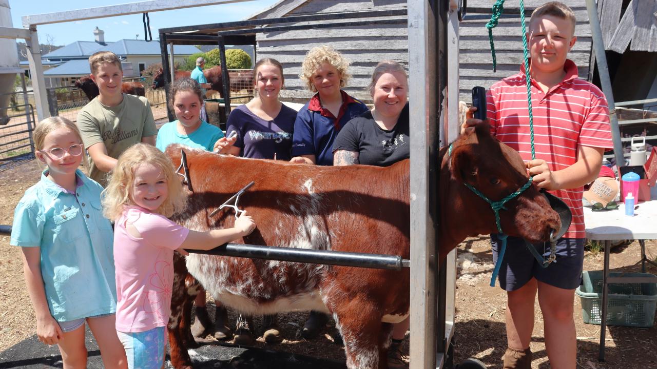 Clockwise from front: Zoe  Woodiwiss, 7, of Sunnyside;  Charlotte Ireland, 10, of  Sunnyside; Jack Baldock, 13,  of Nook; Charlotte Richards,  11, of Sunnyside; Mia Baldcock  15, of Nook; Rorey Smith, 15  of Railton; Chloe Temple, of  Nook and Mitch Woodiwiss, 13,  of Sunnyside giving shorthorn  heifer Royston Empress the royal treatment ahead of the Chudleigh Show