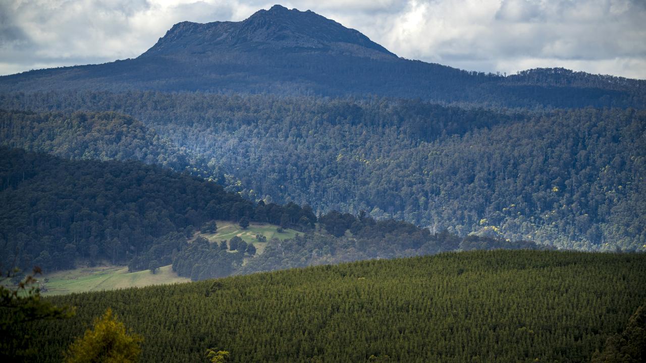 A Forico plantation in northeast Tasmania
