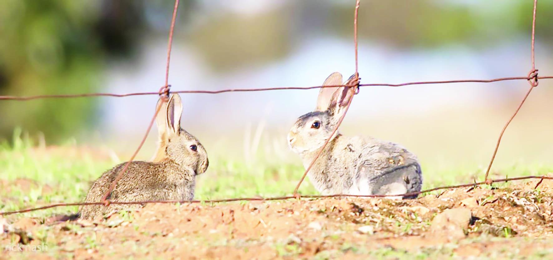 New online tool to report wild rabbits live | Tasmanian Country Newspaper