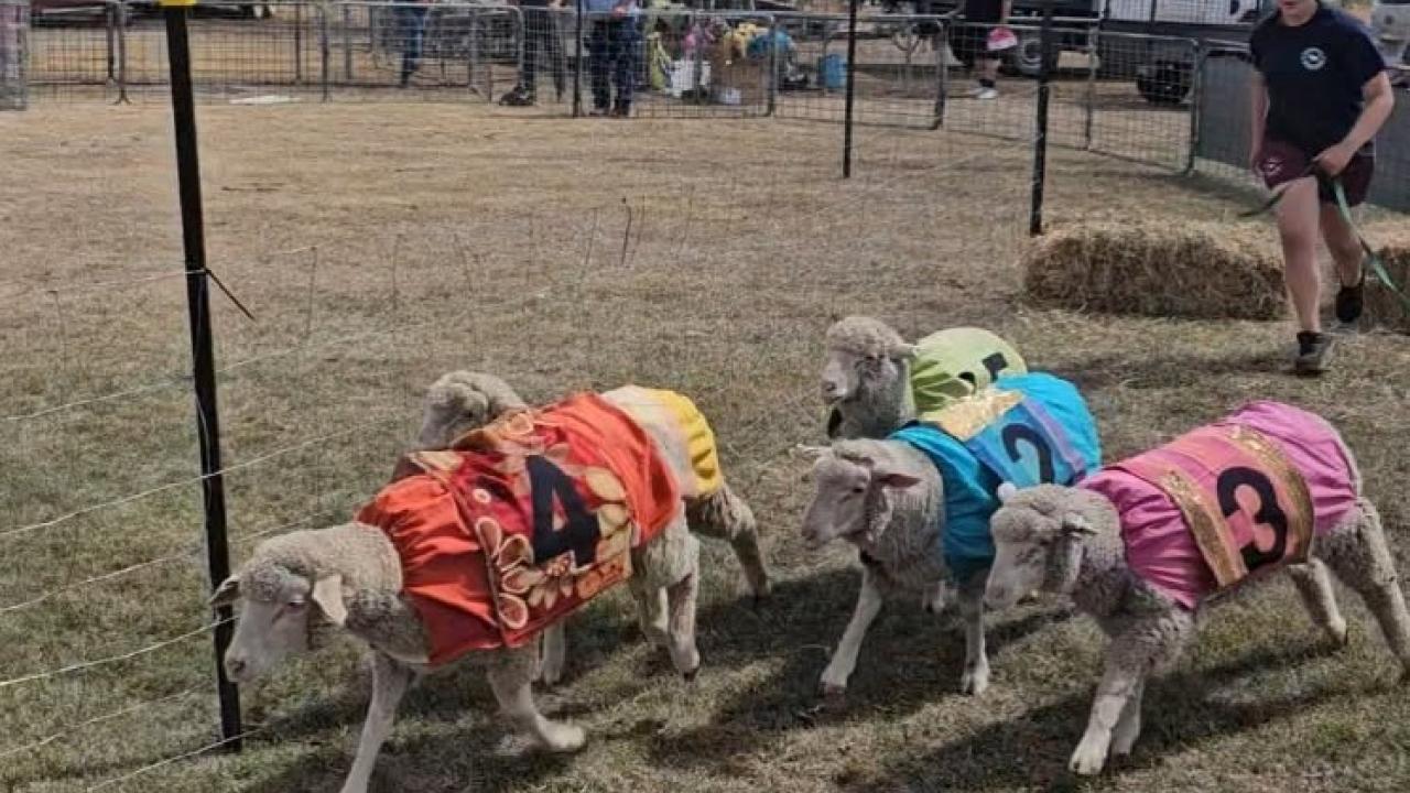 Sheep racing