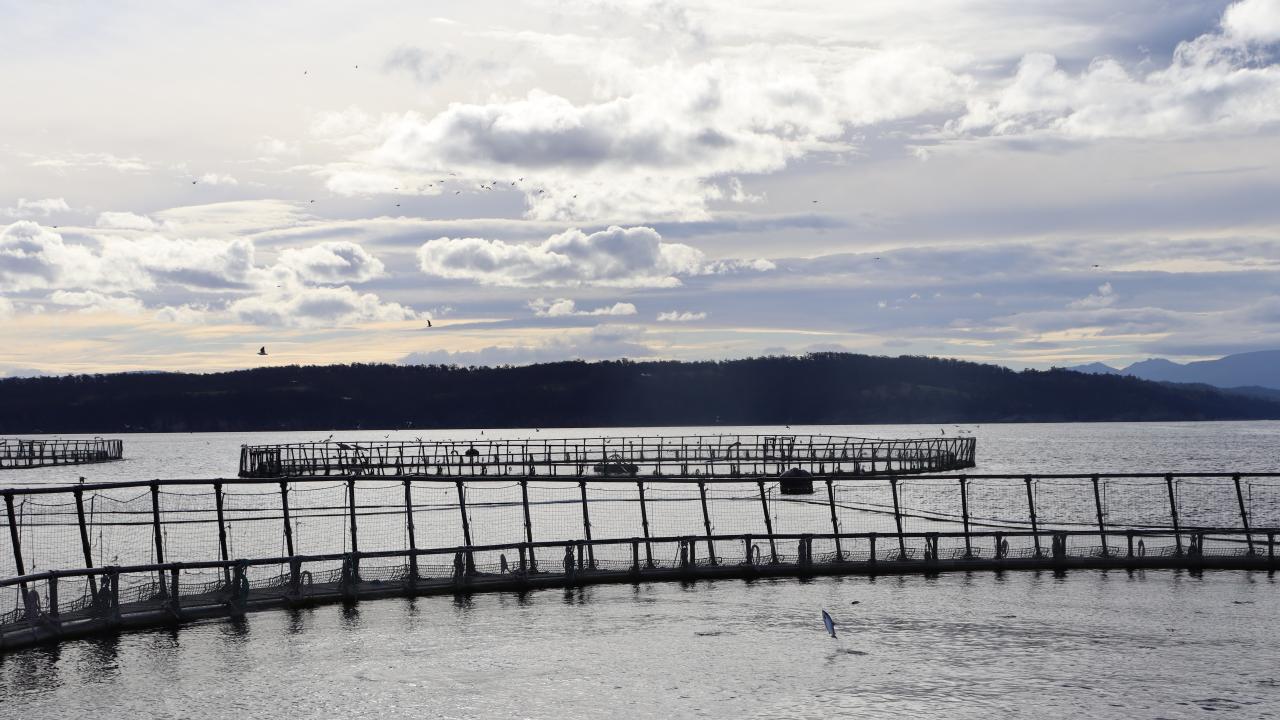 Salmon pens
