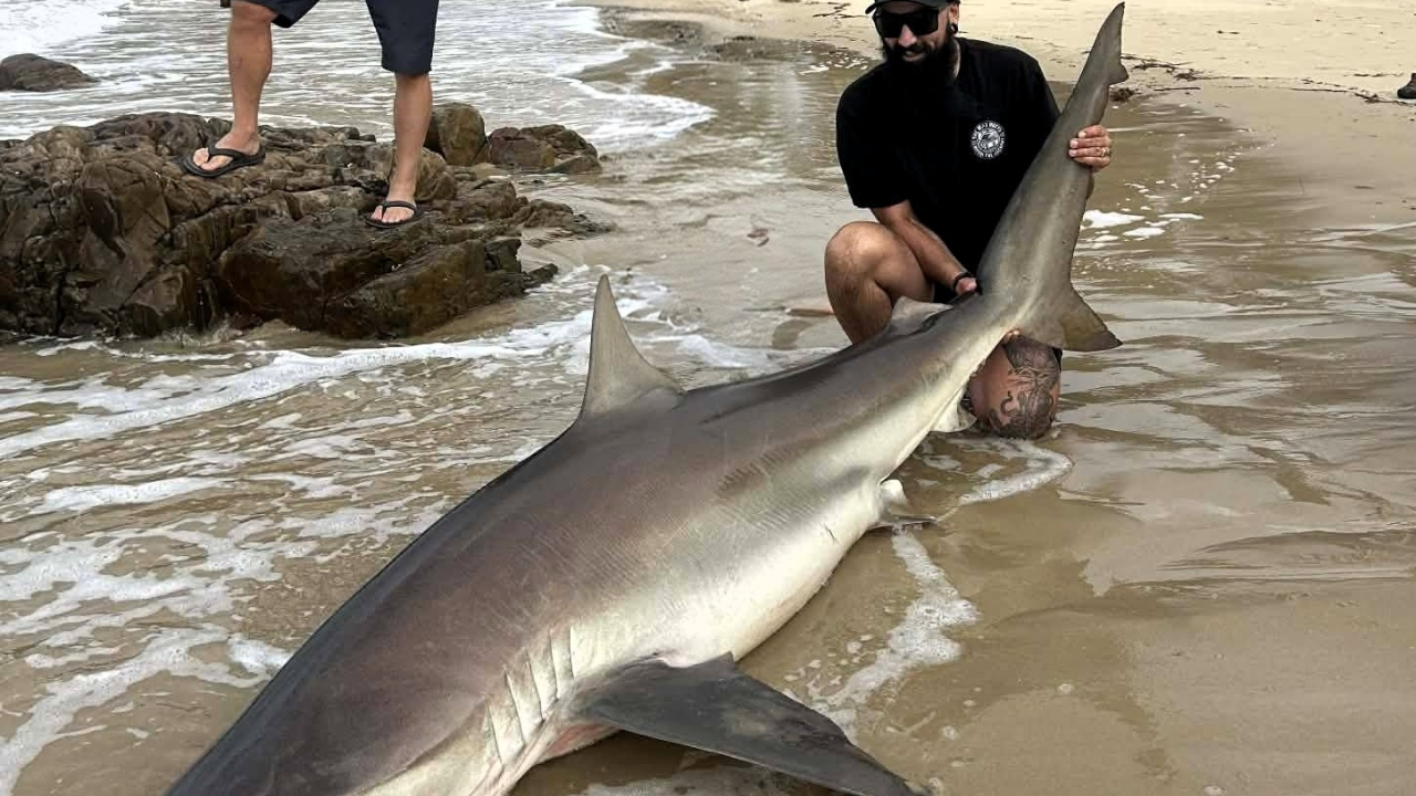 Sammy Tilyard with a massive three metre Bronze Whaler shark he caught and released at Bridport