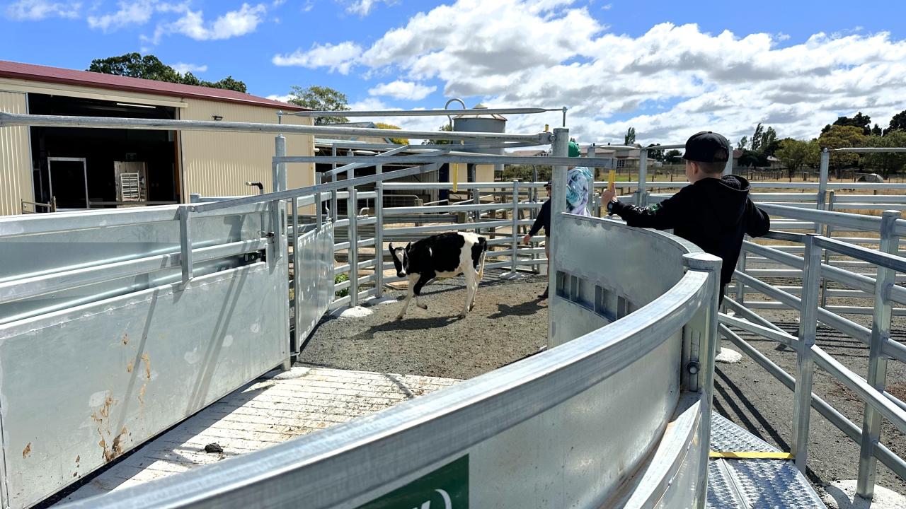 Cattle yards at Hagley Farm Primary School
