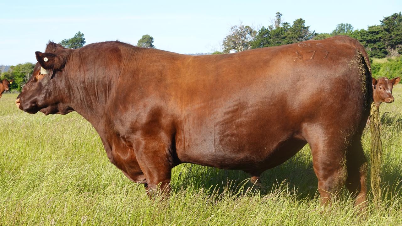 Sprys Down Under S77