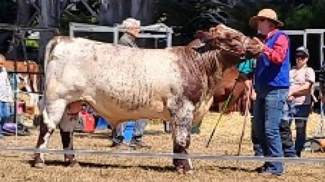 Chudleigh Show Interbreed Supreme male North Eastern Bardy V52
