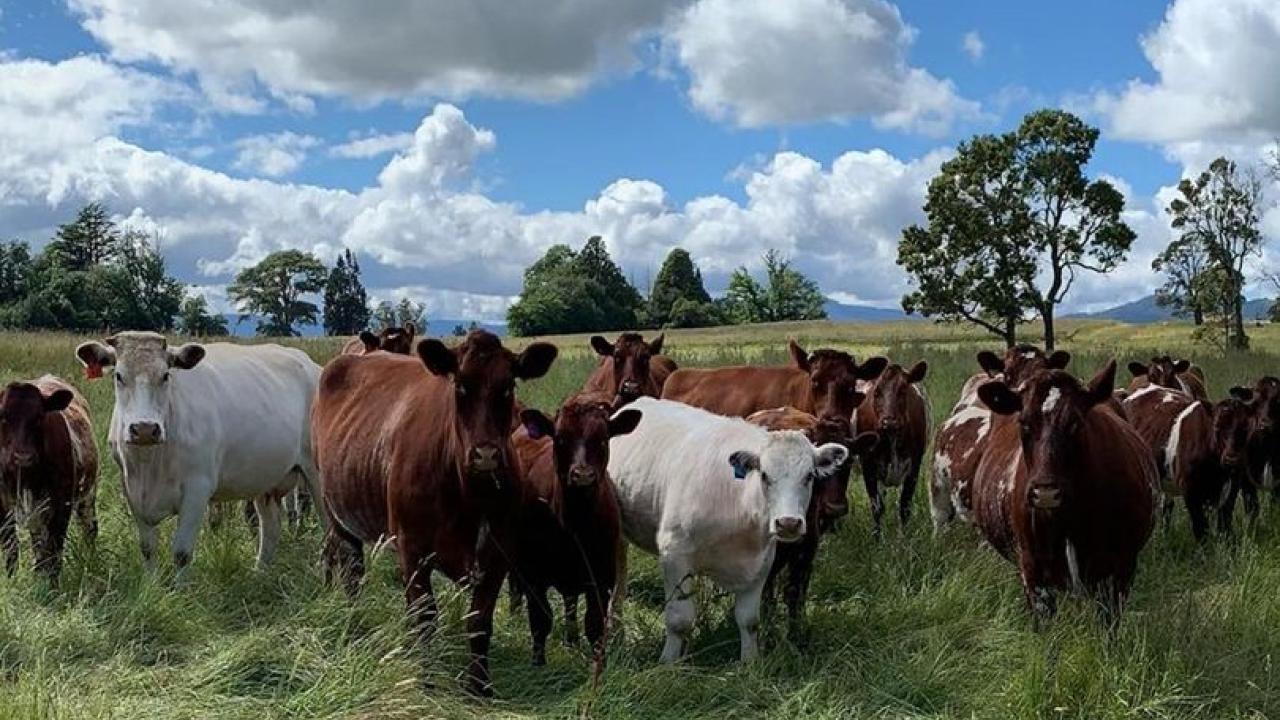 Shorthorn cattle