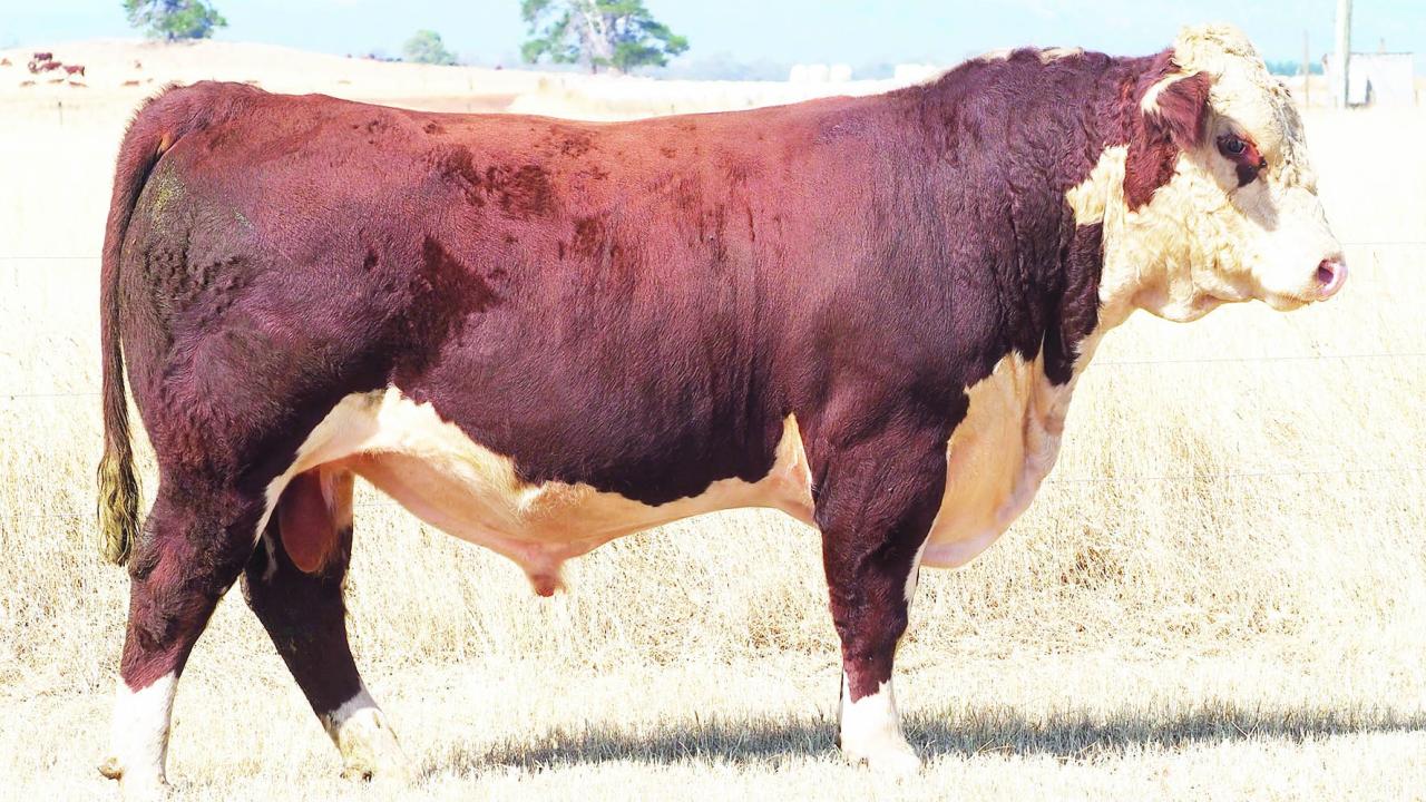 Lot 9 076 a son of Talbalba Kingswood