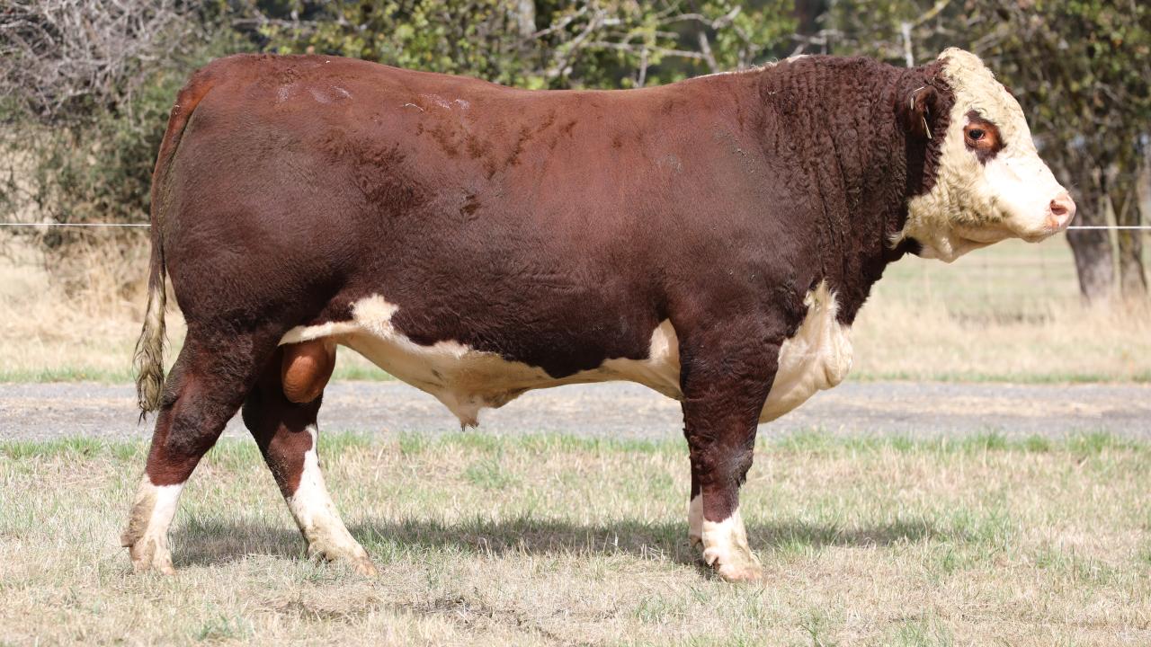 Lot 8 - Quamby Plains Voltage 