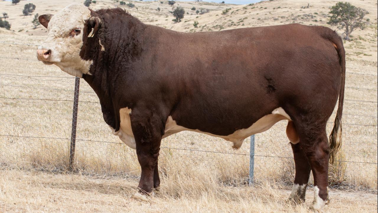 Guilford Vendetta V025