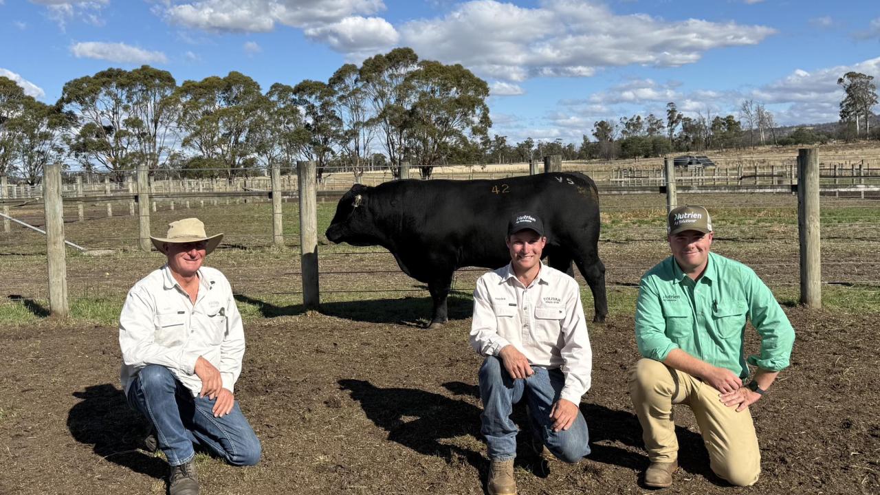 : The $19,000  top-priced bull by Tolivar  Angus,  Lulworth, with  Colin Hill and Hayden  Harper, Tolivar Angus,  and Nutrien Stud Stock  Tasmania agent Cooper  Lamprey.