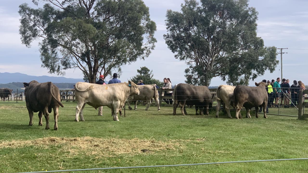 Woodburn Murray Greys