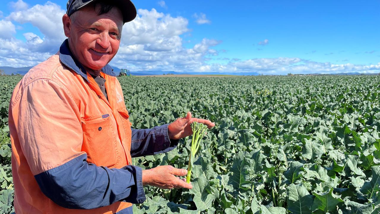 CloudAg broccolini manager Mark Waasdorp in a field of broccolini.