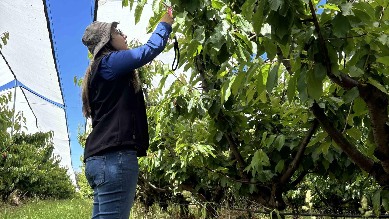 Dr Leticia Reis at a commercial cherry orchard in Tasmania’s Tamar Valley