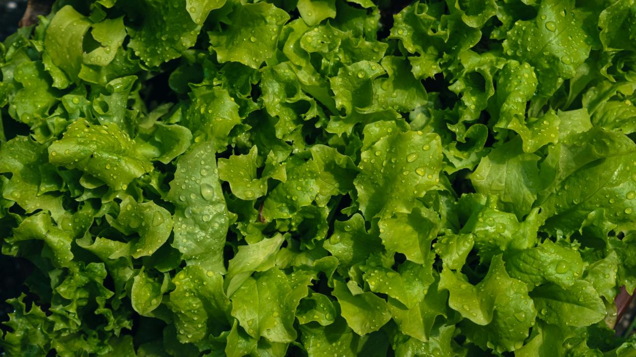 Lettuce- Photo by Nikolett Emmert Lettuce- Photo by Nikolett Emmert