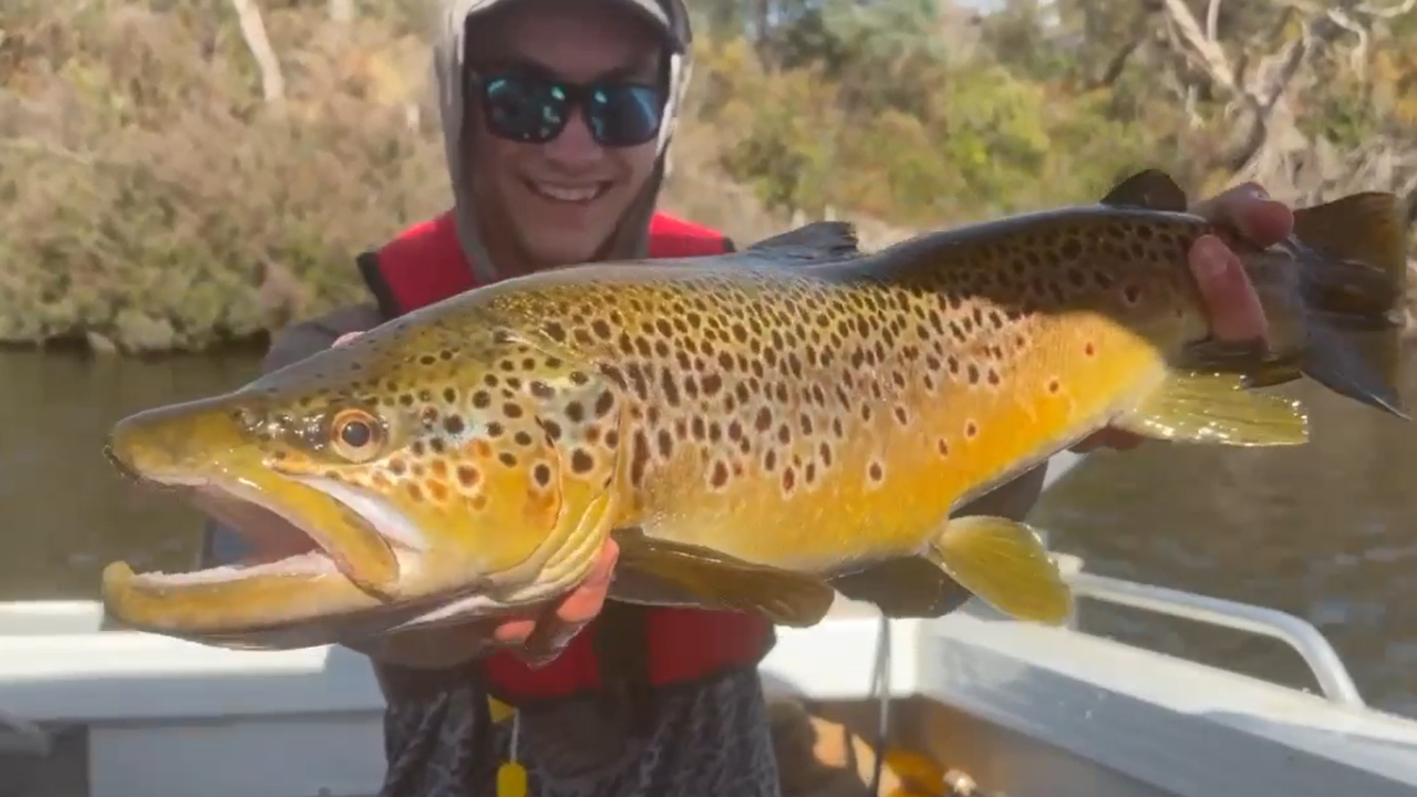Ewan Dillon with a solid male brown trout he caught and released from Meadowbank Lake recently.