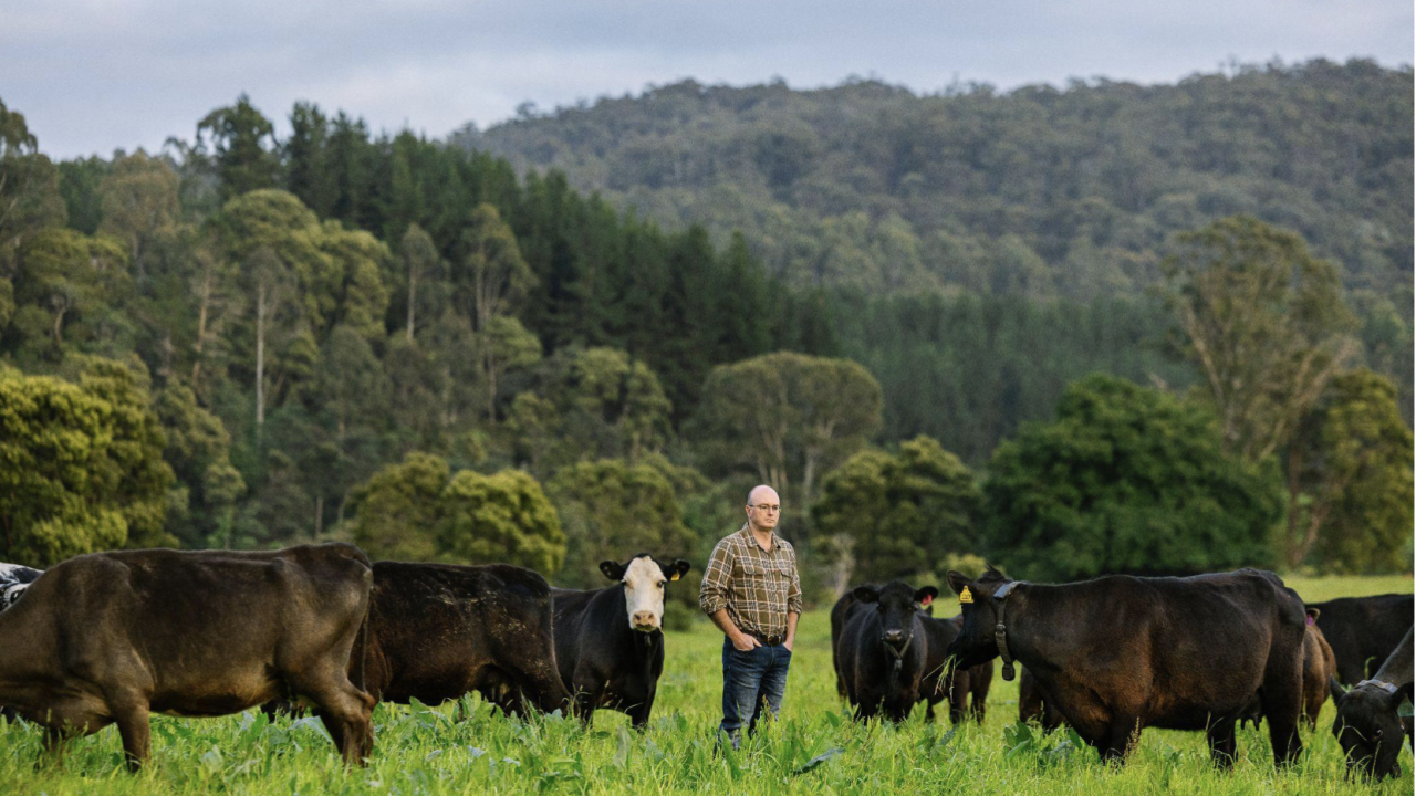 Nathan’s cattle wearing the Halter collar