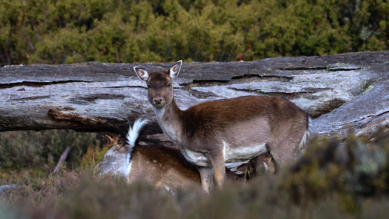 Feral deer. Picture ZAC BARTELS