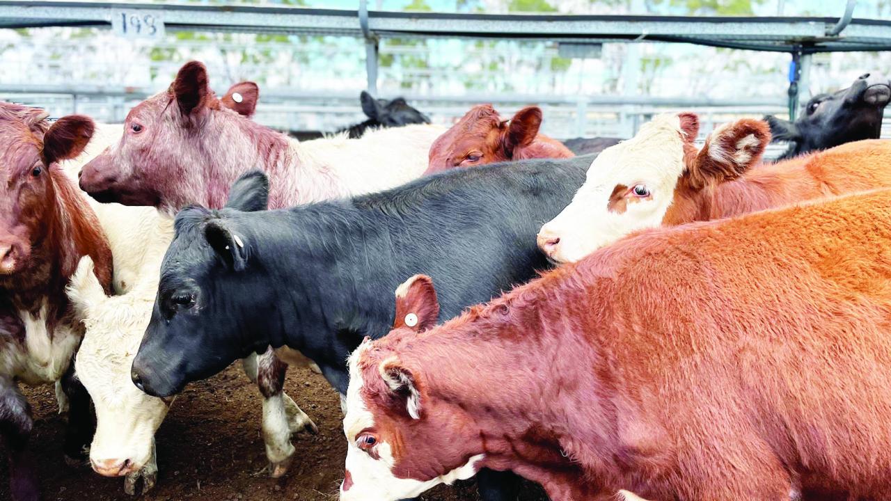 Cattle at Powranna