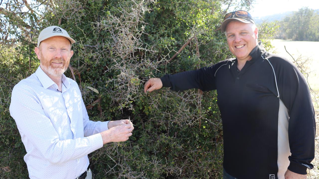 Richmond landowner  Daniel Long and Landcare  Tasmania CEO Peter  Stronach inspect the  African boxthorn that  Daniel is trying to  eradicate on his property.