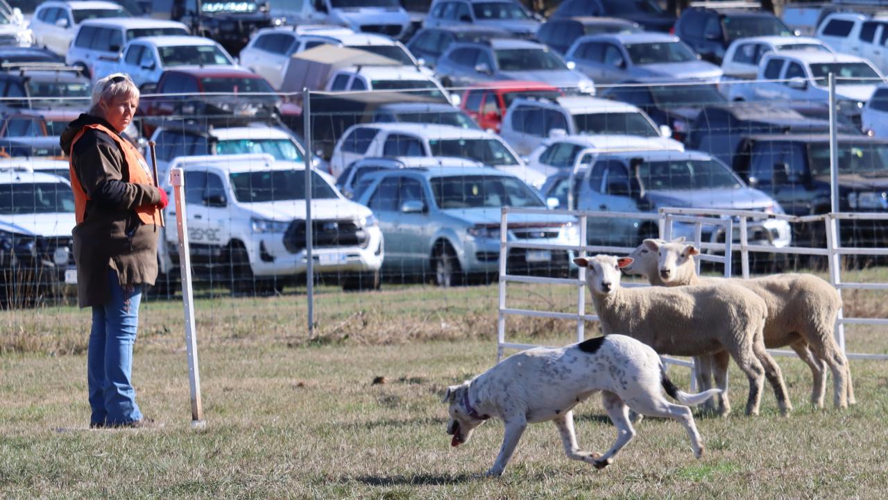 Mary Sotheron and Thatlldo Blanch competing last year at Agfest.