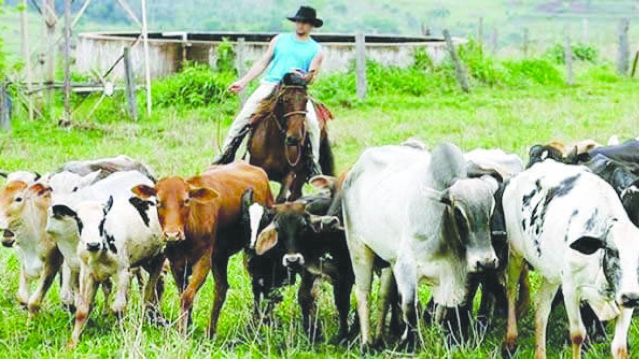 Brazillian cattle farmer