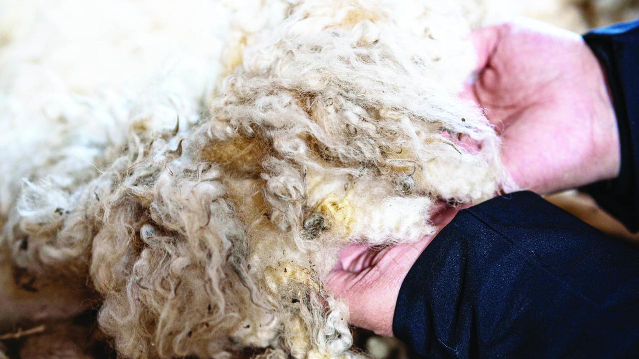 Wool fleece