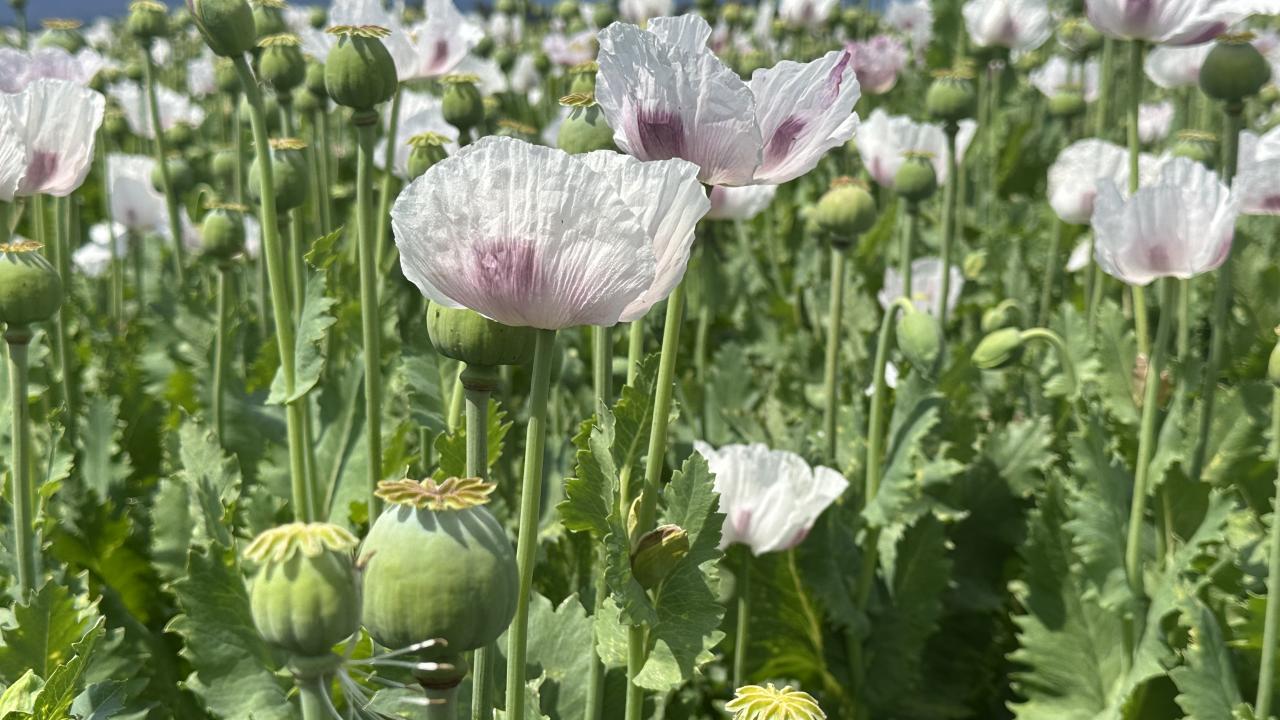 Poppies