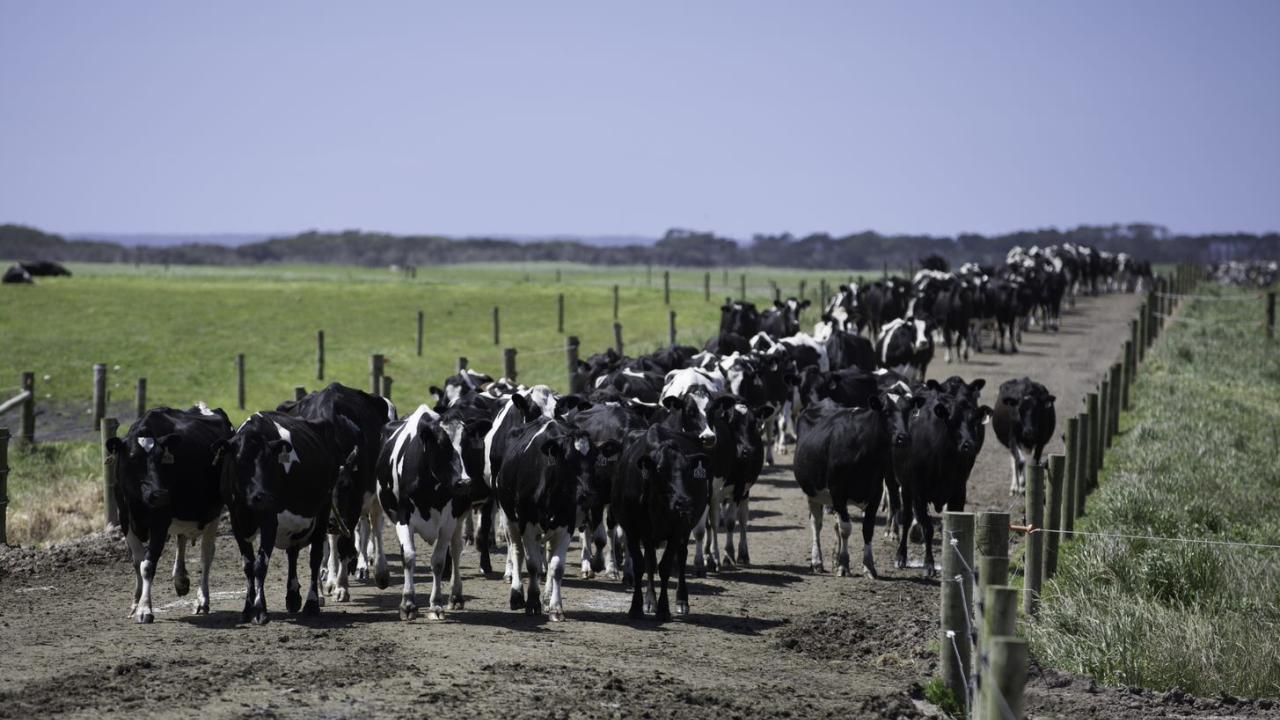 Dairy cows