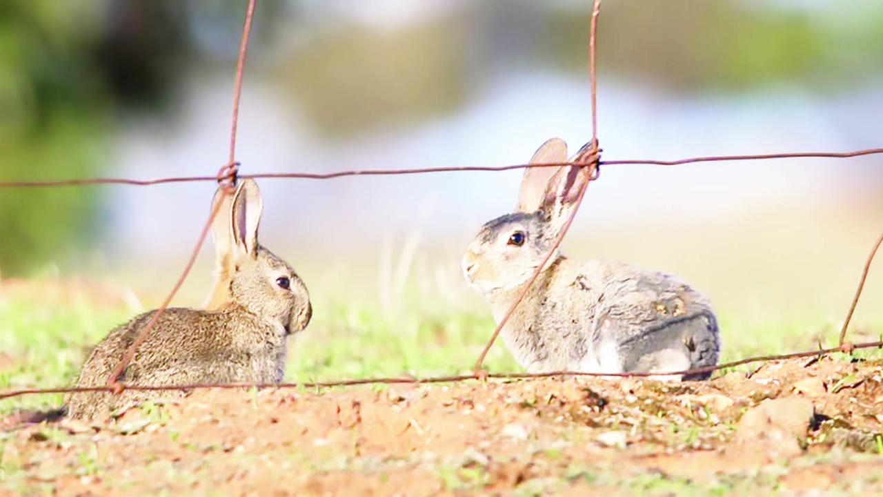 Rabbits