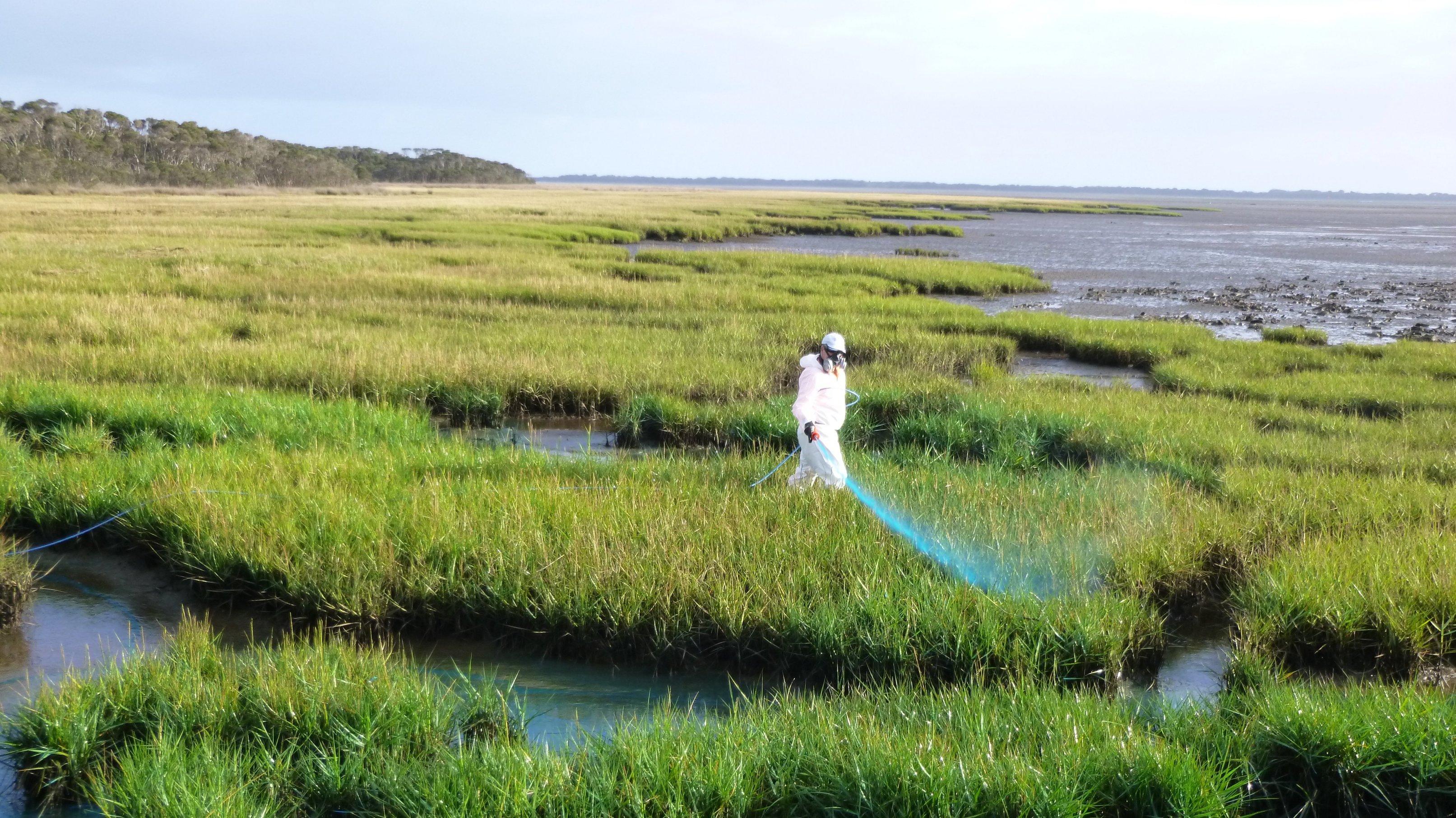 Ricegrass meadow spraying