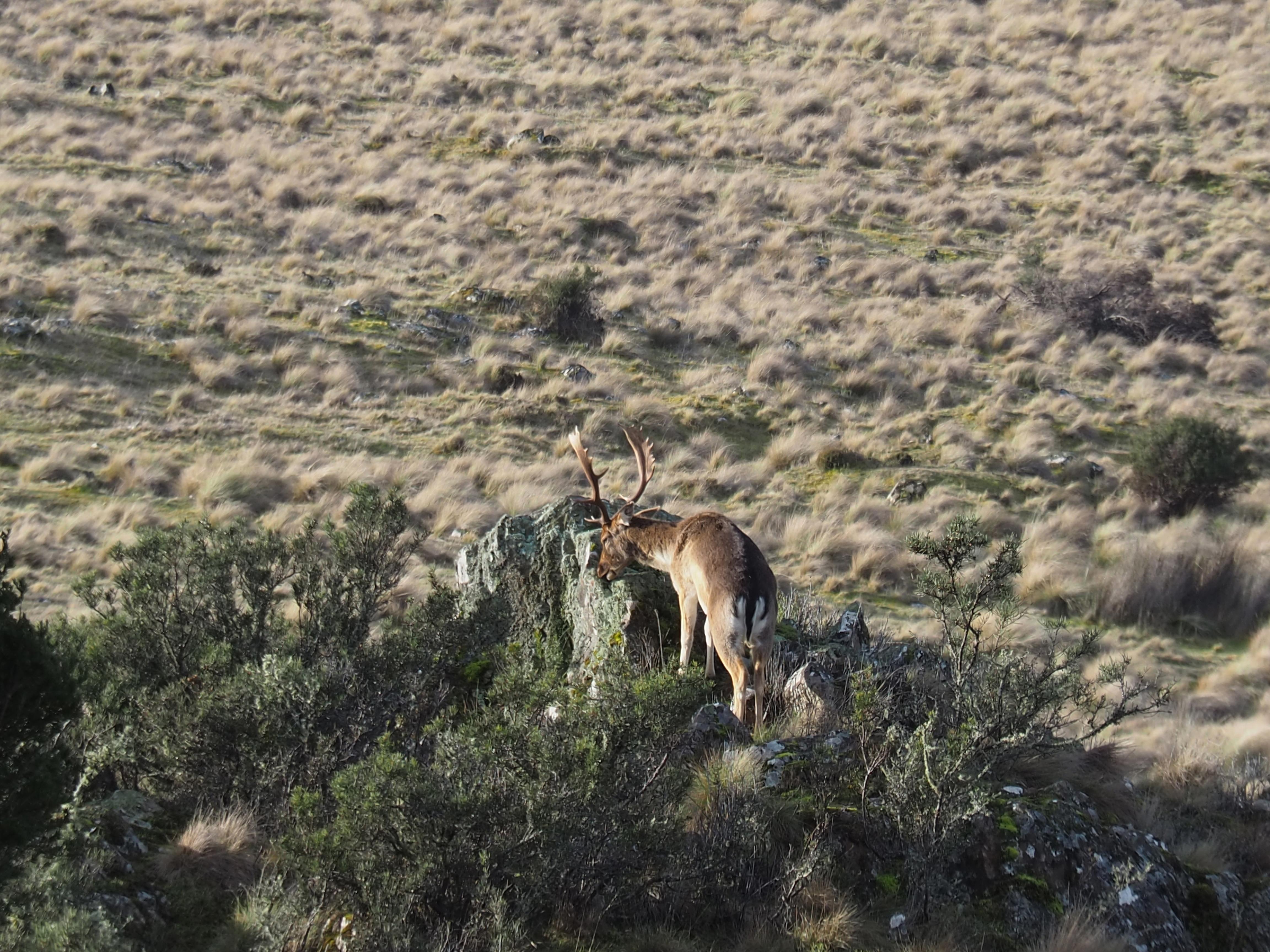 A deer