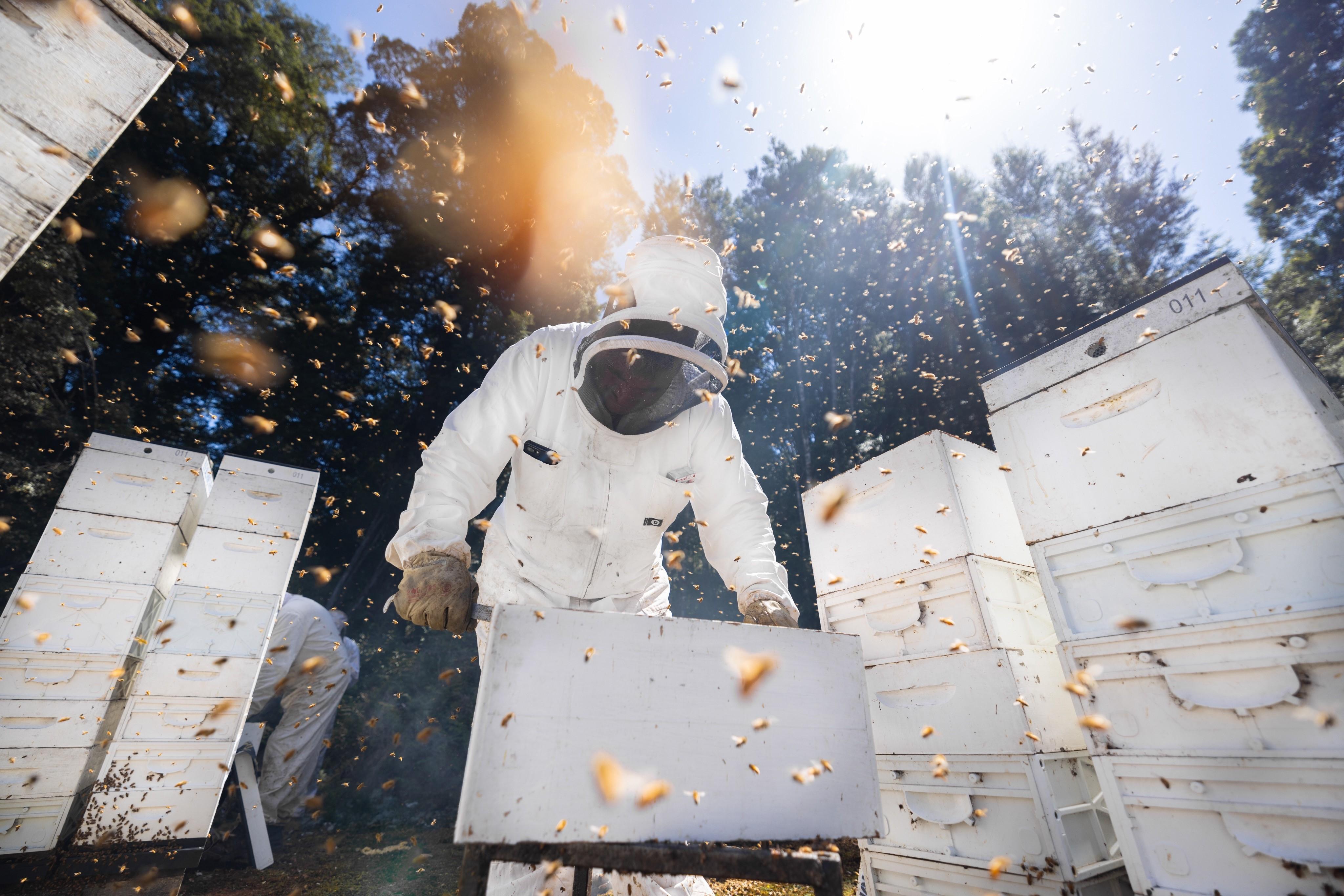 Bees