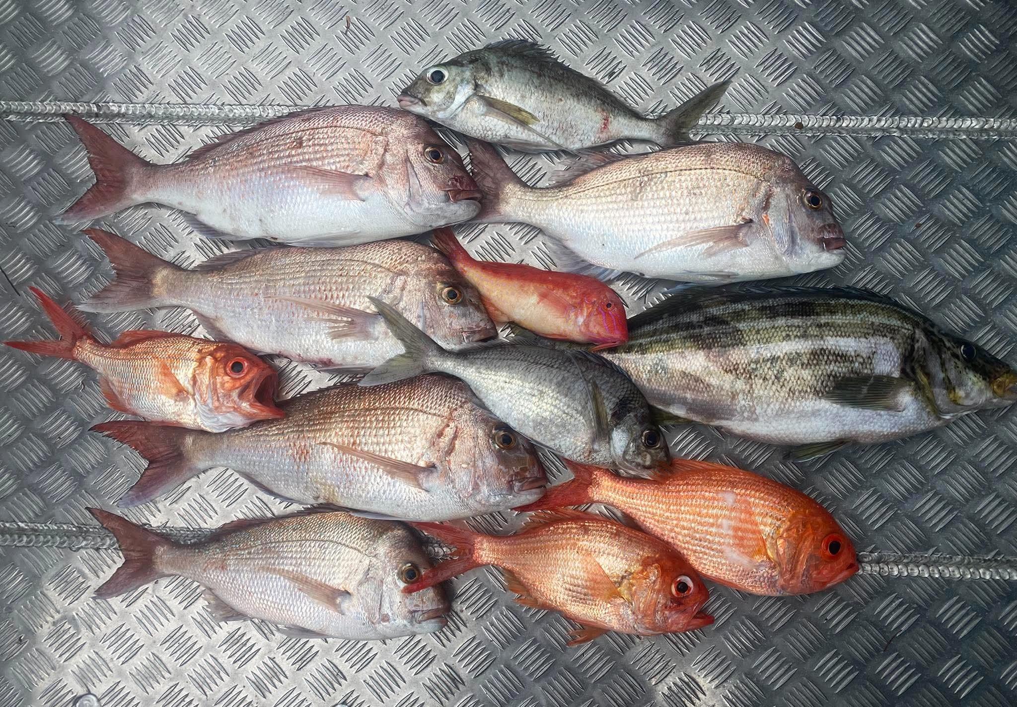 Fish caught Adrian Beach