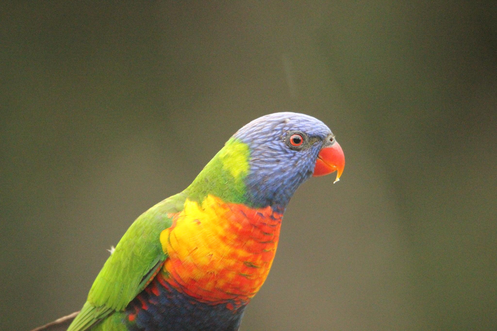 A rainbow lorikeet