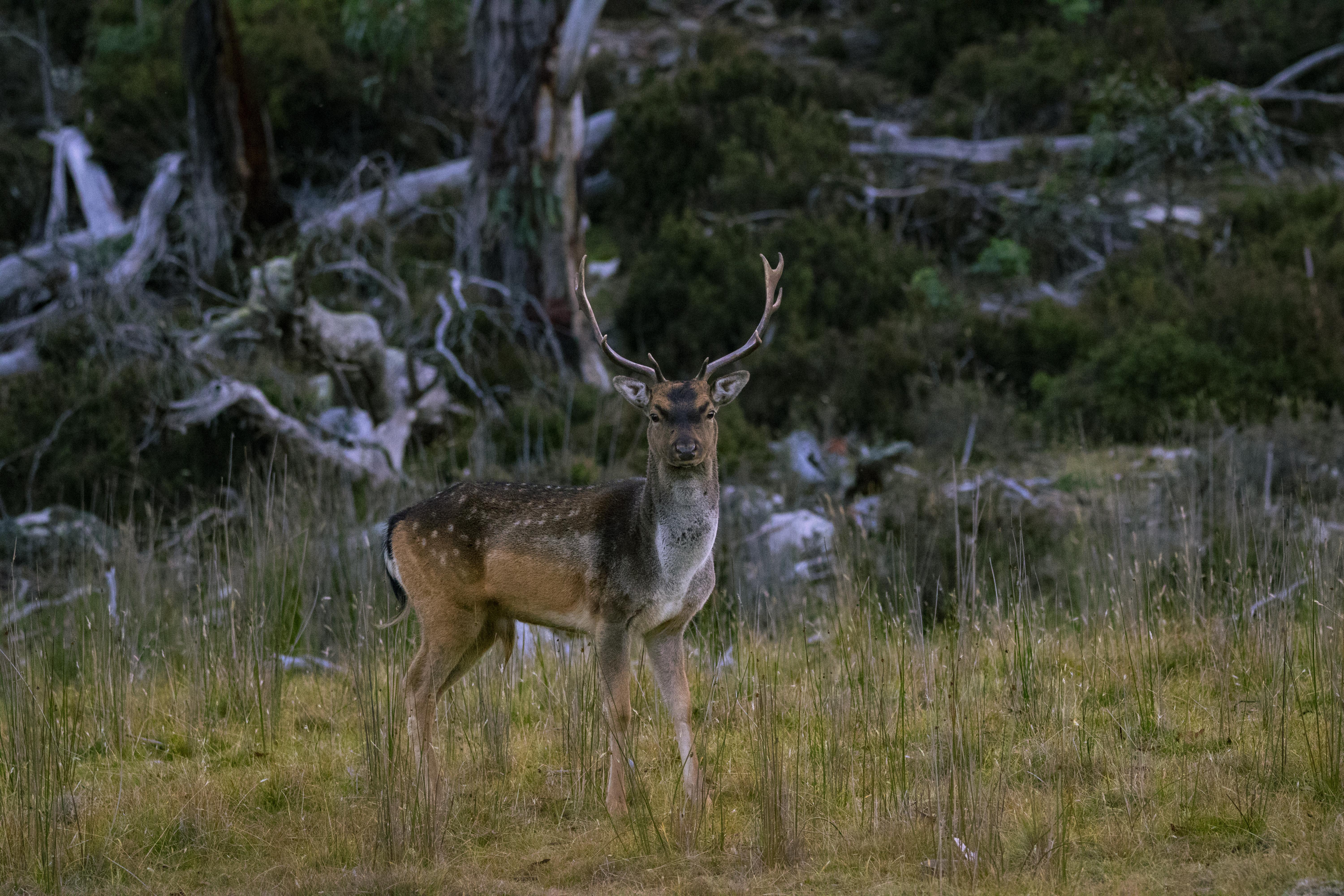 Wild deer in Tasmania. Photo Zac Bartels.