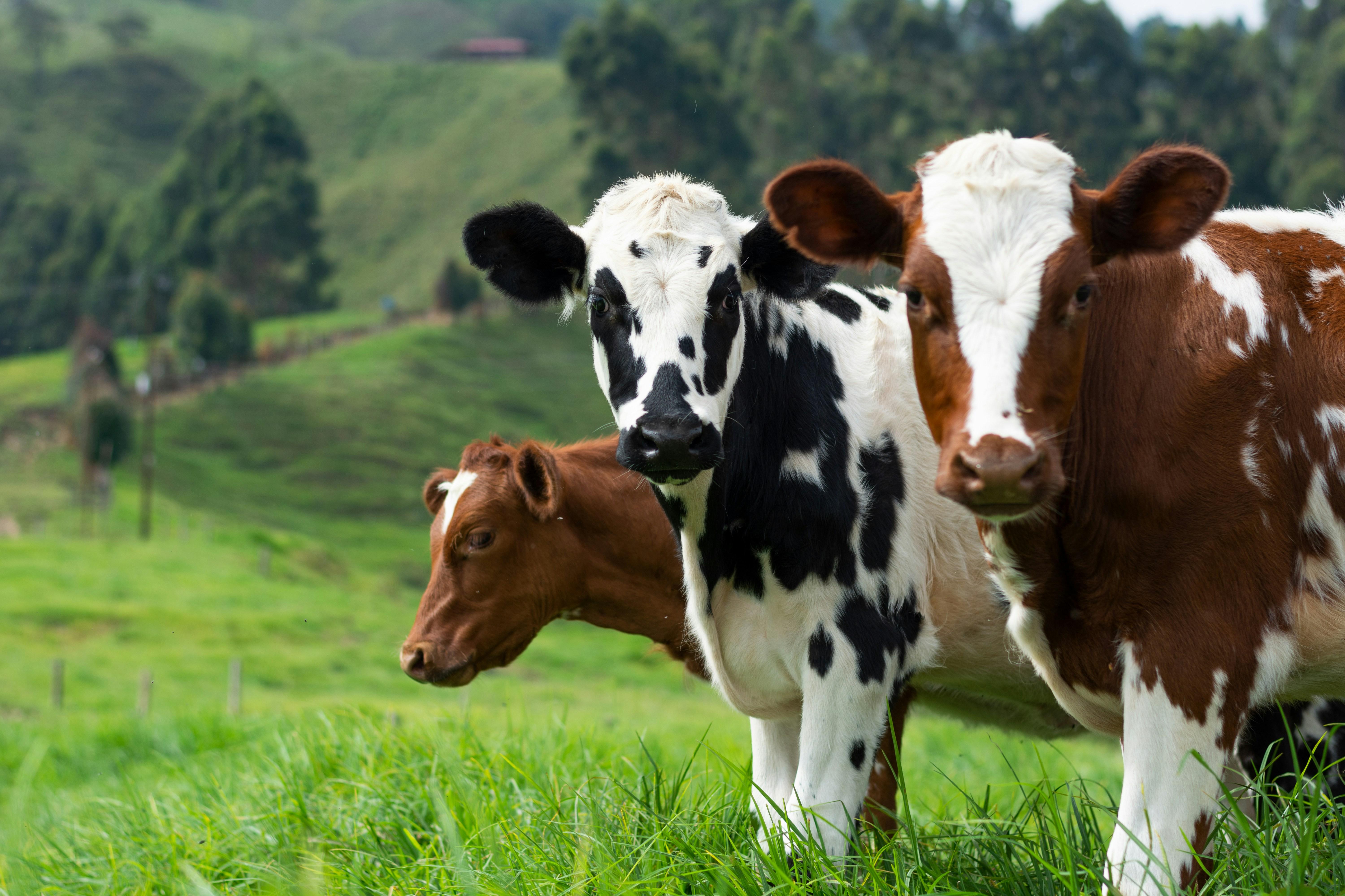 Dairy cows