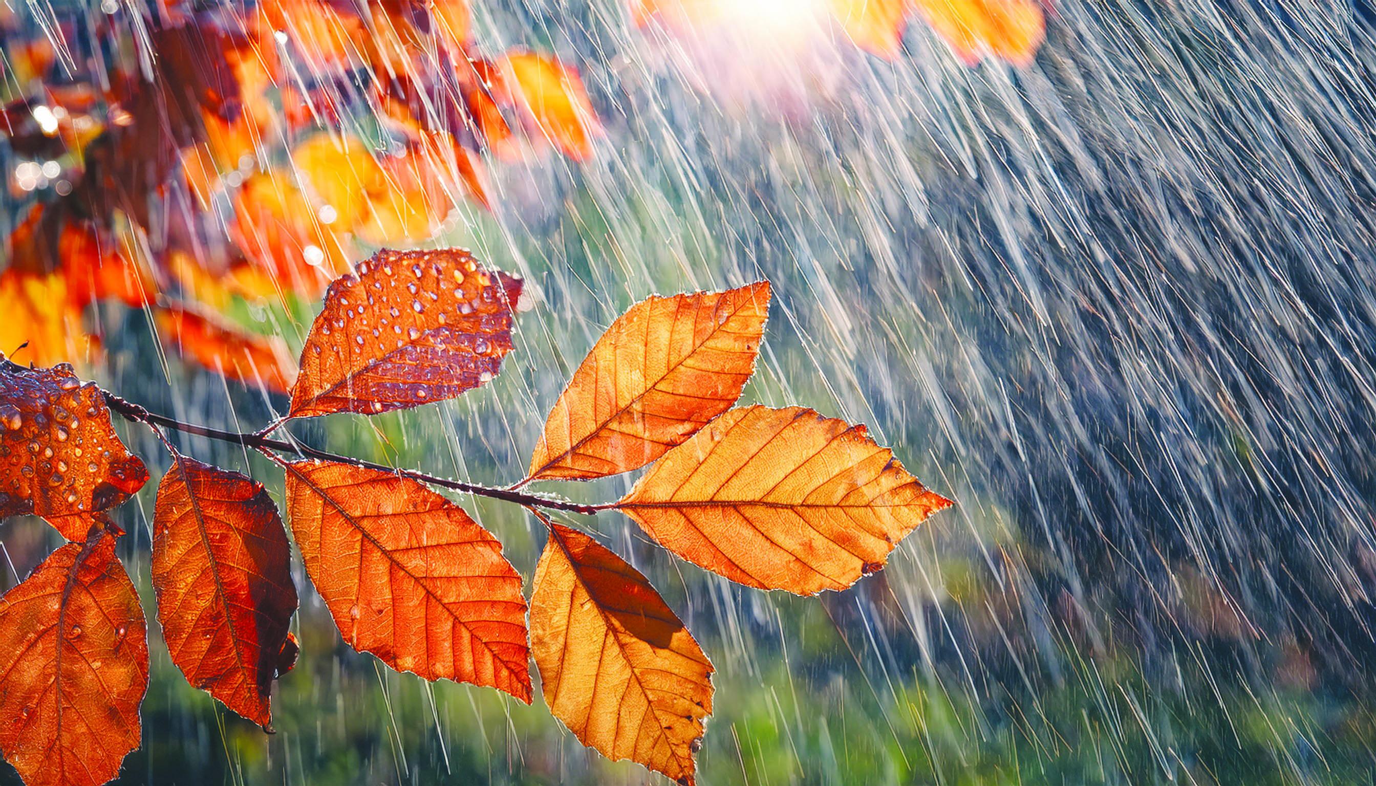 Rain