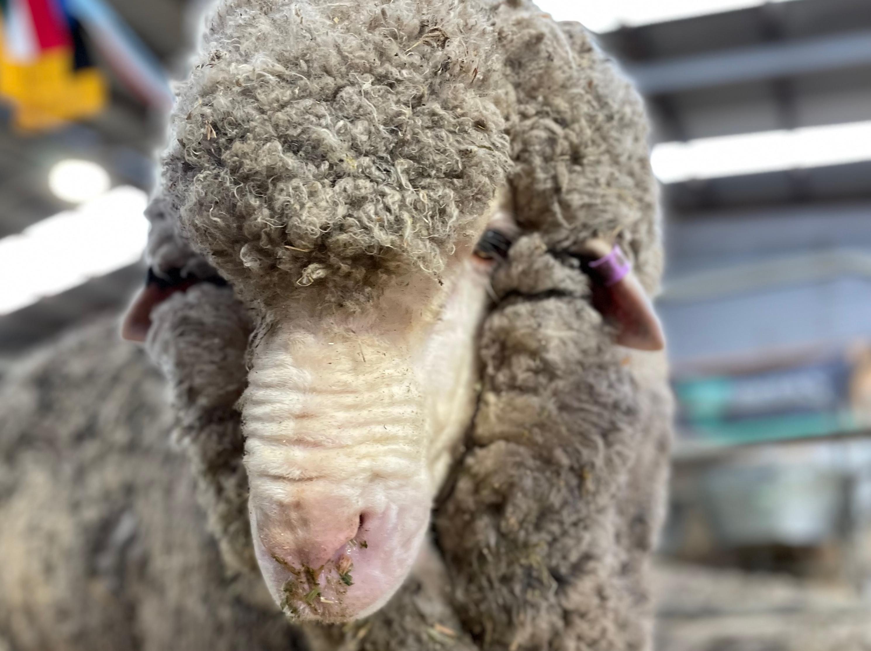 Trufusis Merino Stud's Supreme Champion