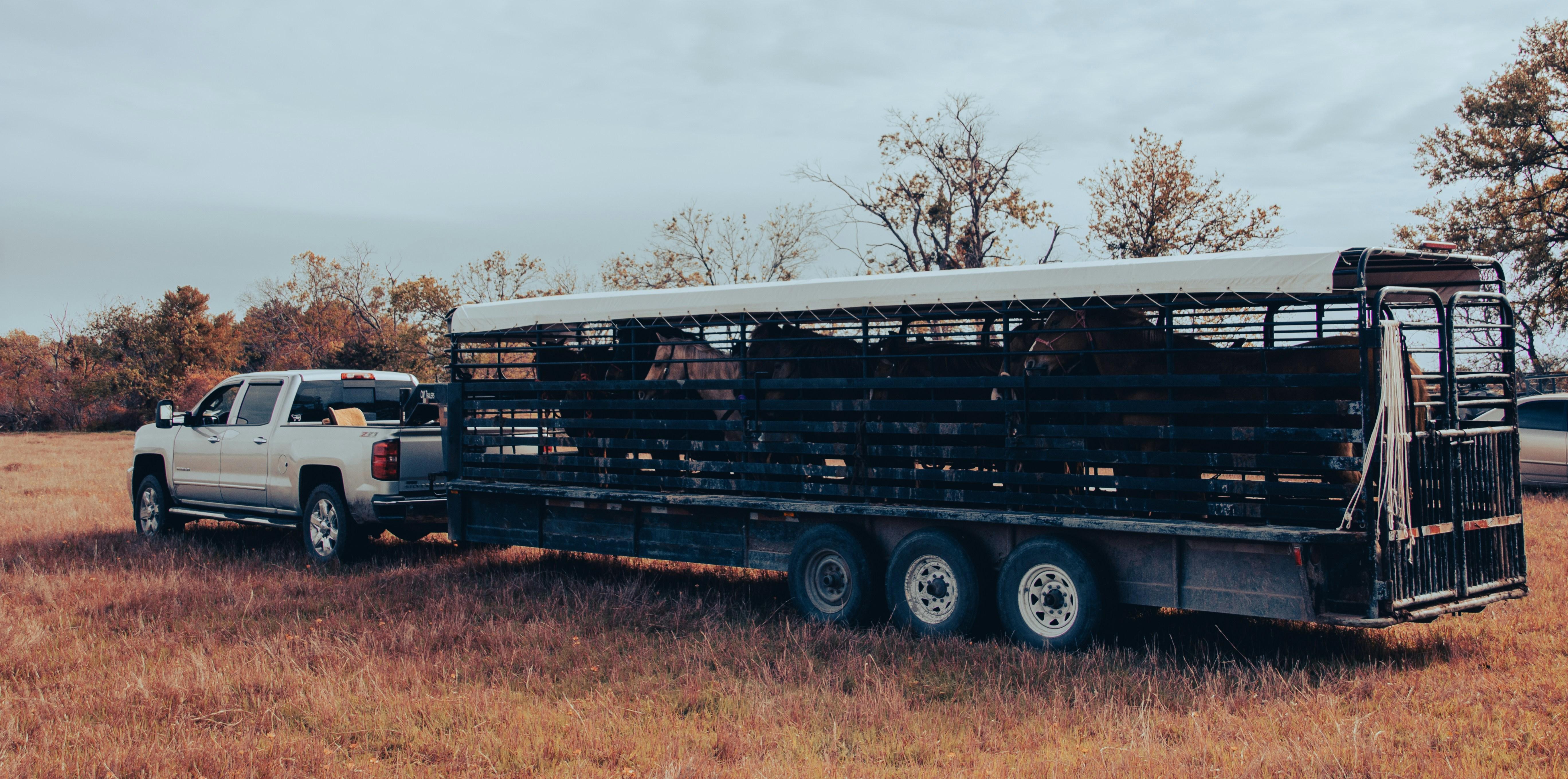 Transporting livestock