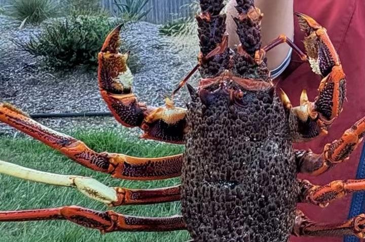 Rock Lobster