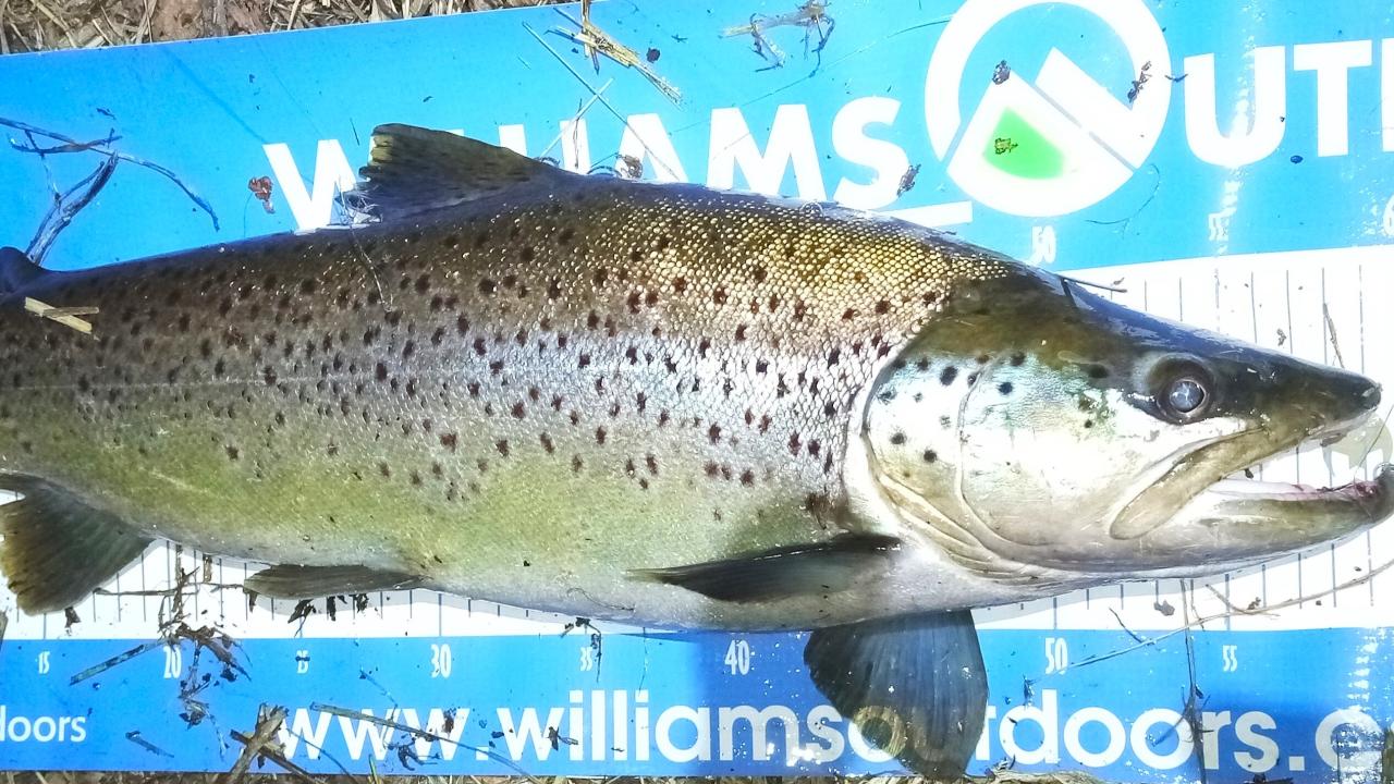 Trout Trout
