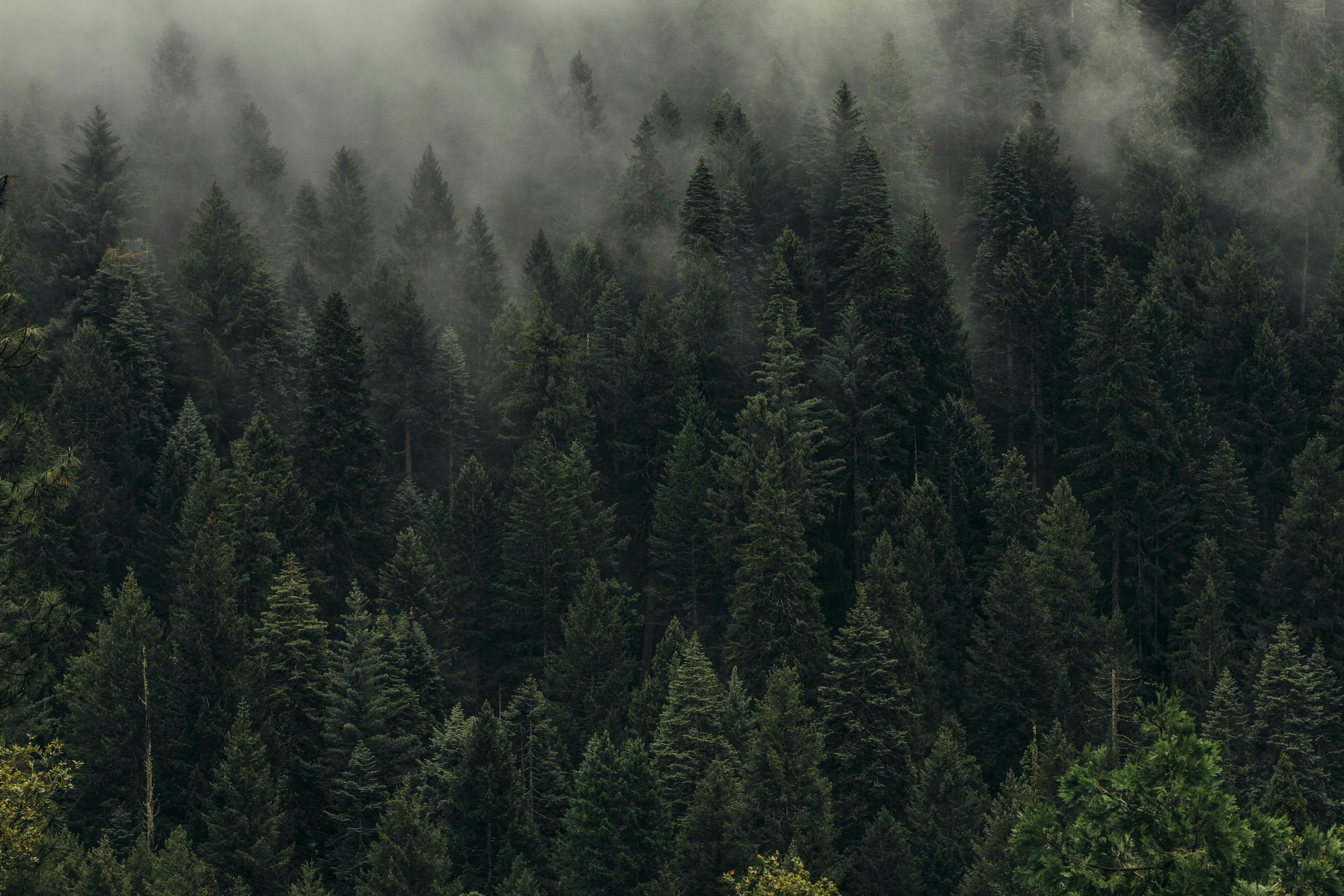 A forest