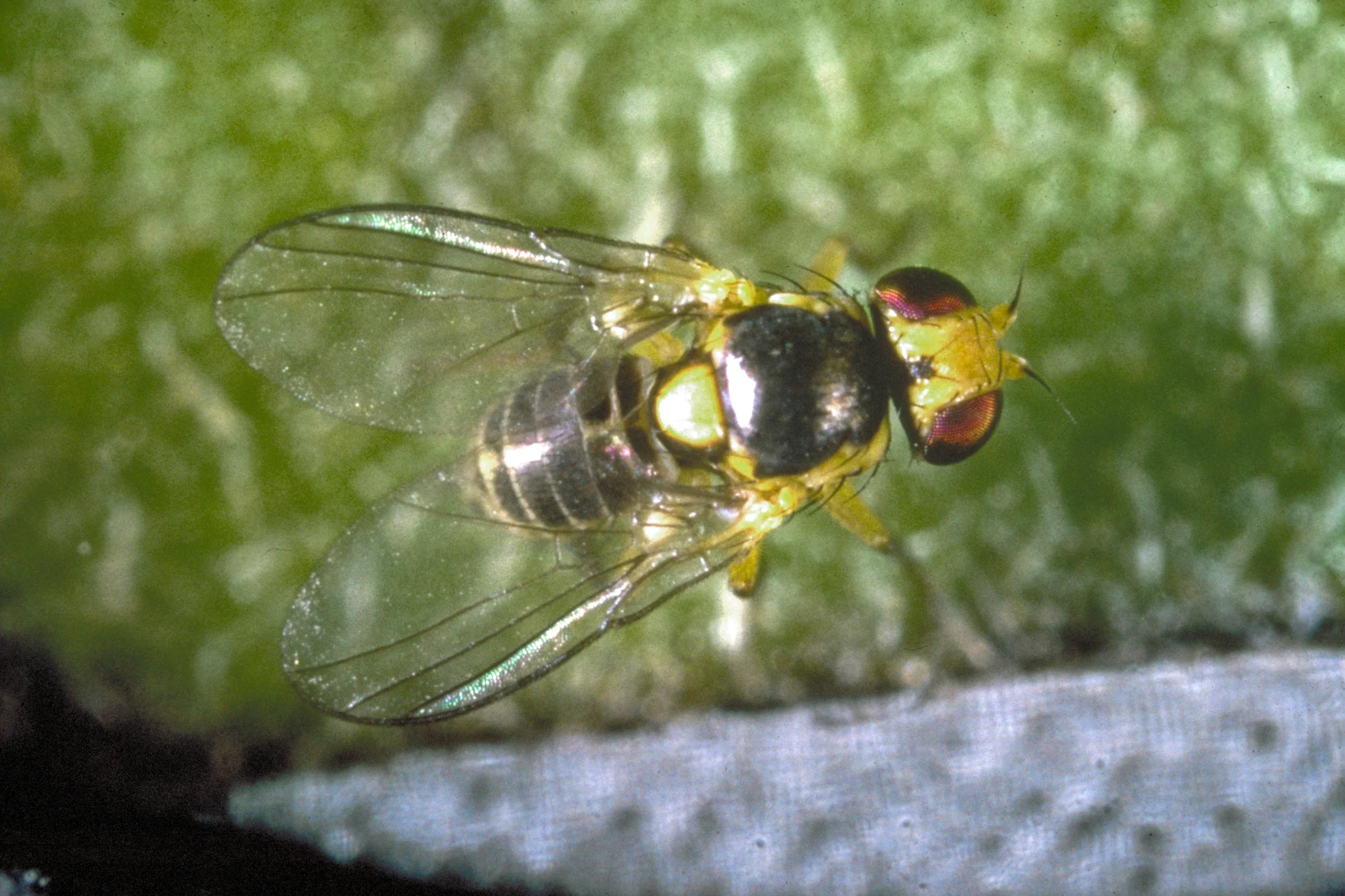 Serpentine leafminer