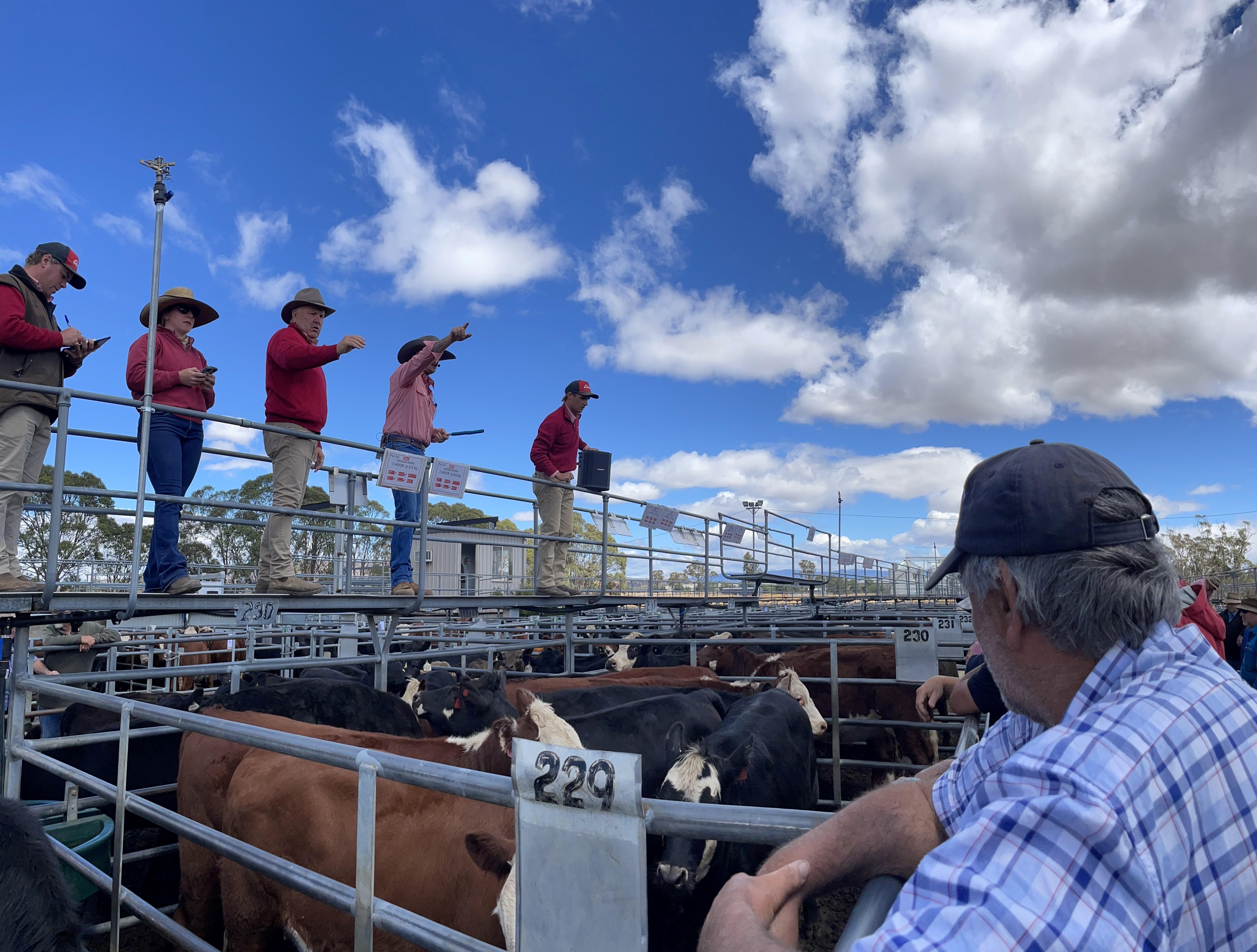 Powranna saleyard