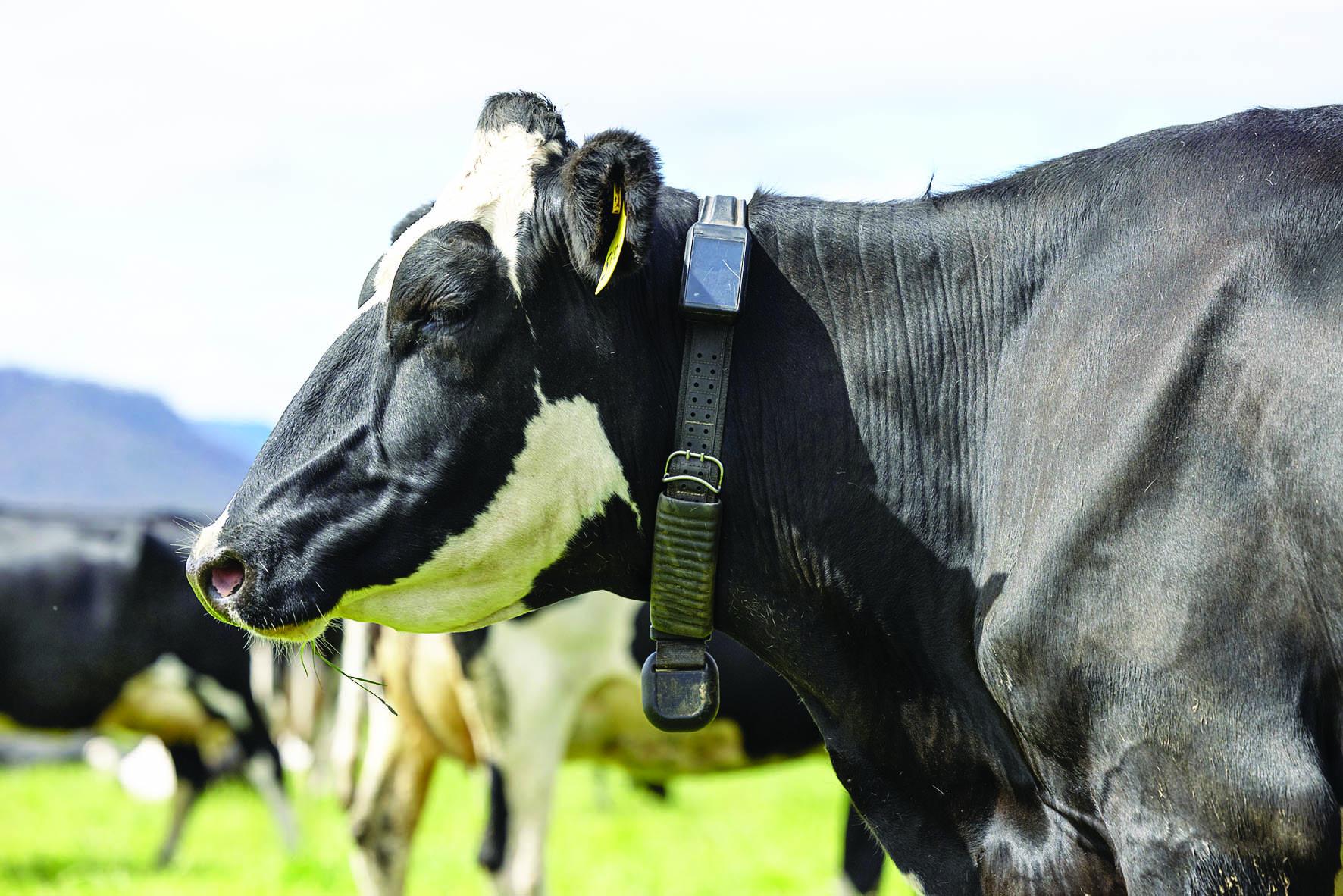 Halter’s virtual fence
