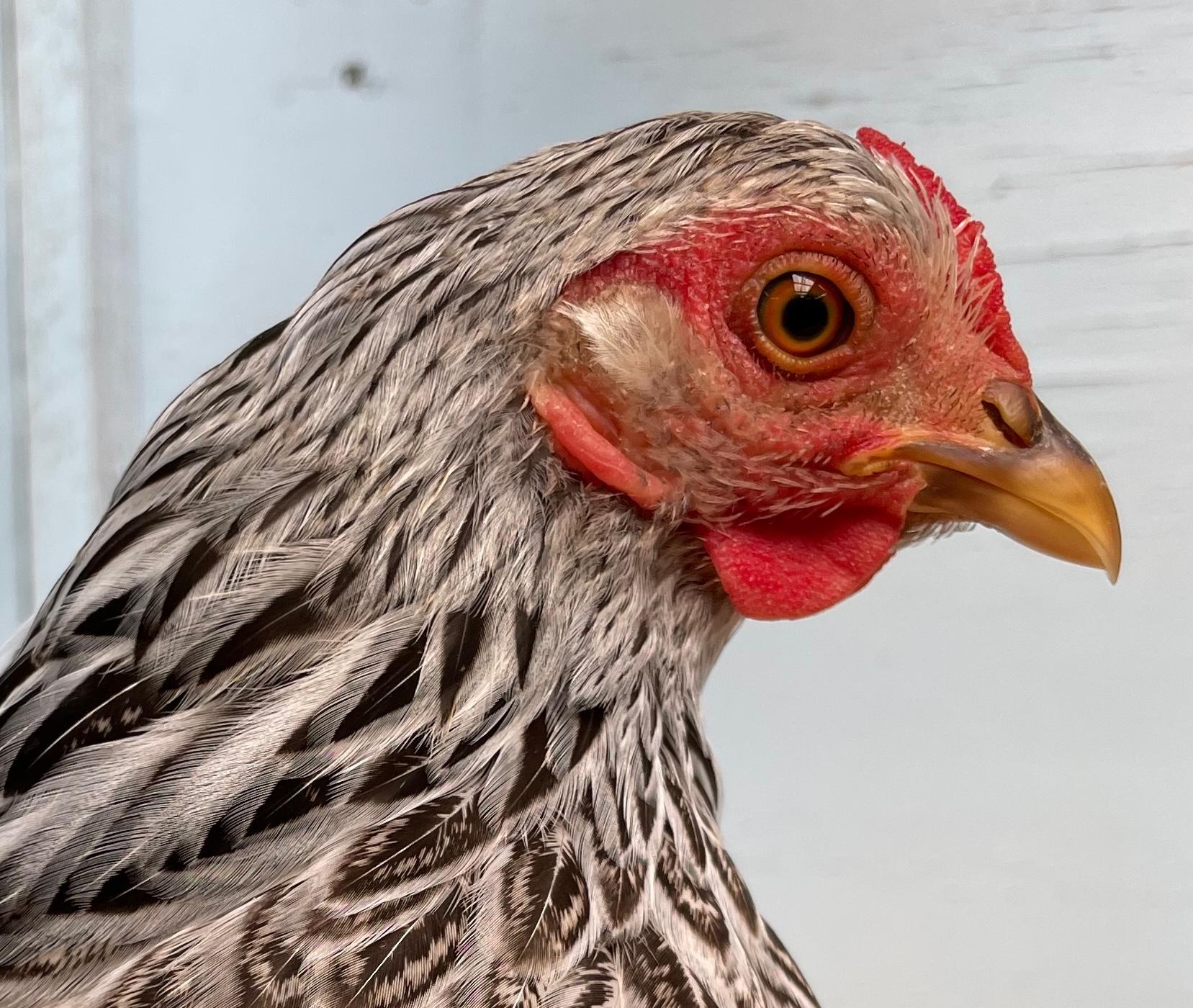 Rare Breeds Poultry Show