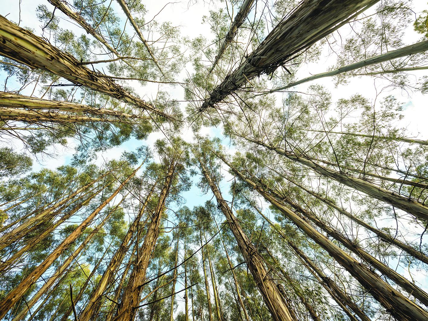 Trees