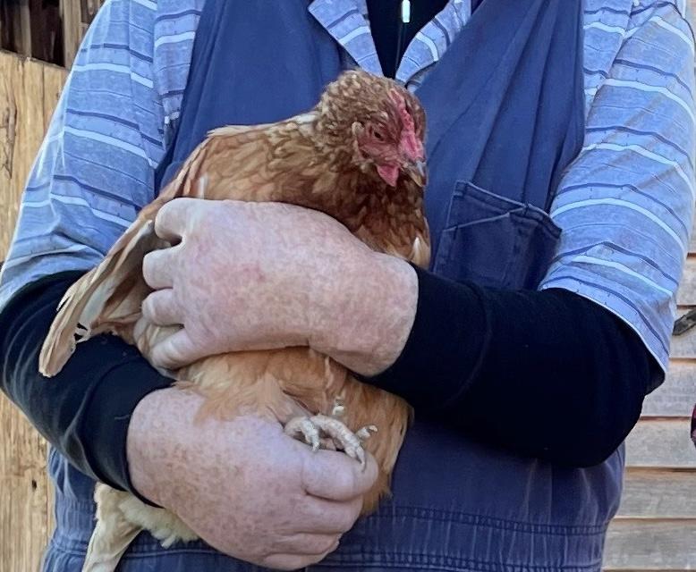 Advice is to protect poultry