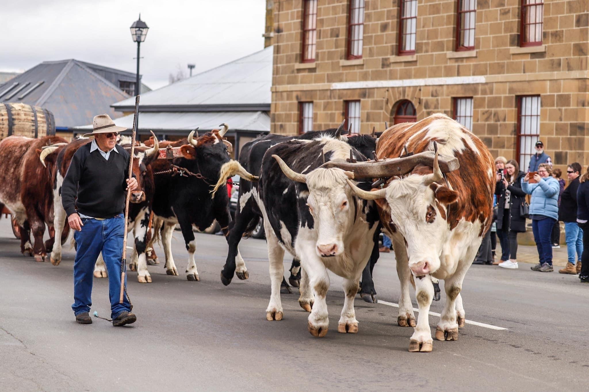 Brian Fish and his bullocks