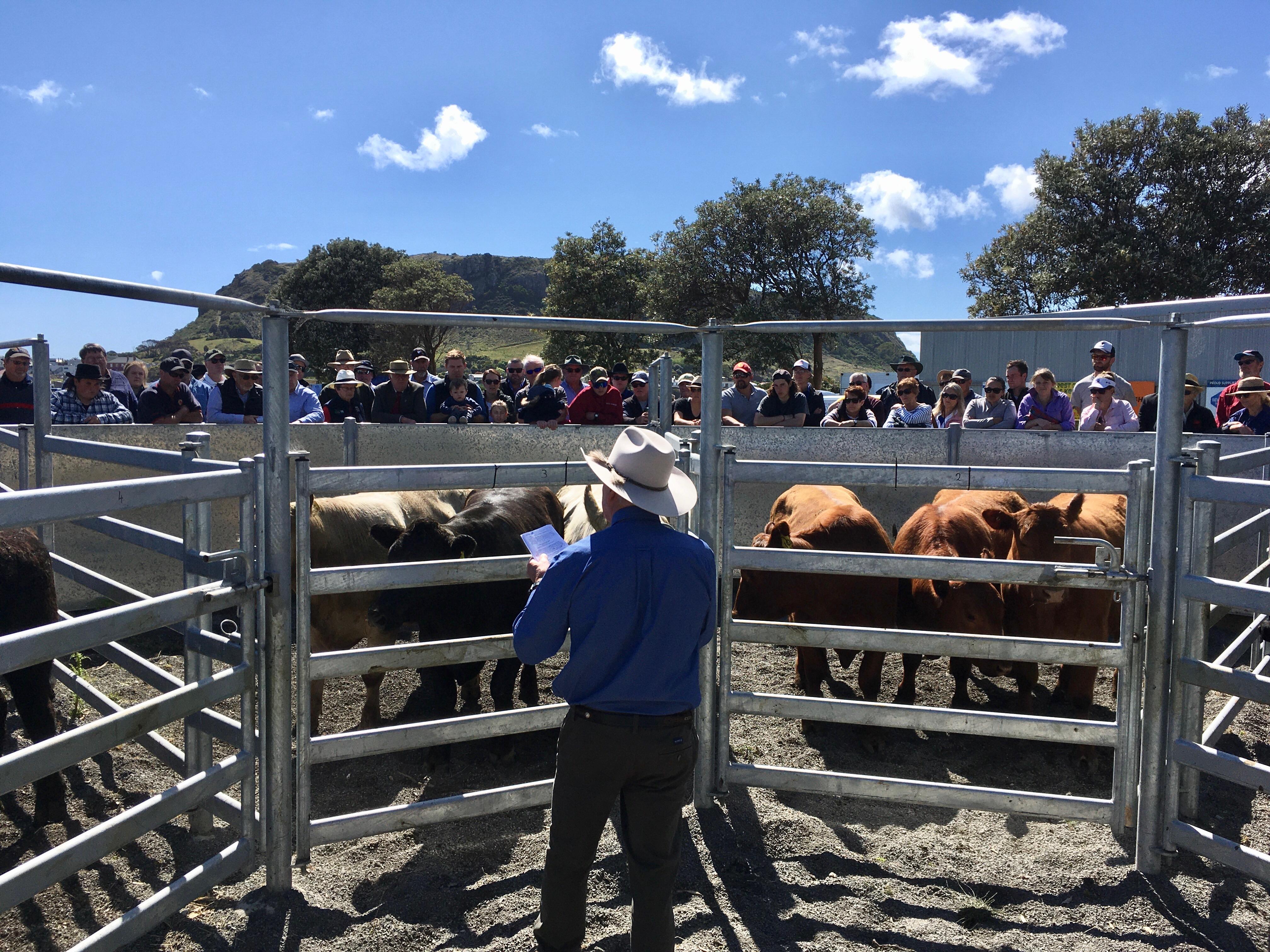 Cattle in the saleyard